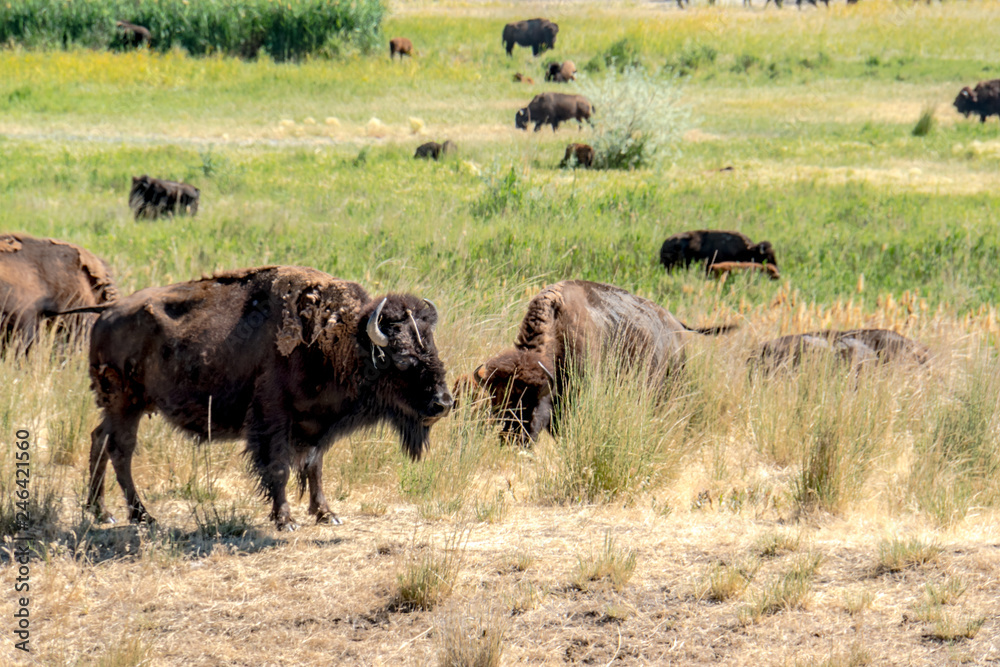 Wild bison at Antelope Island State Park, just outside of Salt Lake City Utah Wild bison at Antelope Island State Park, just outside of Salt Lake City Utah