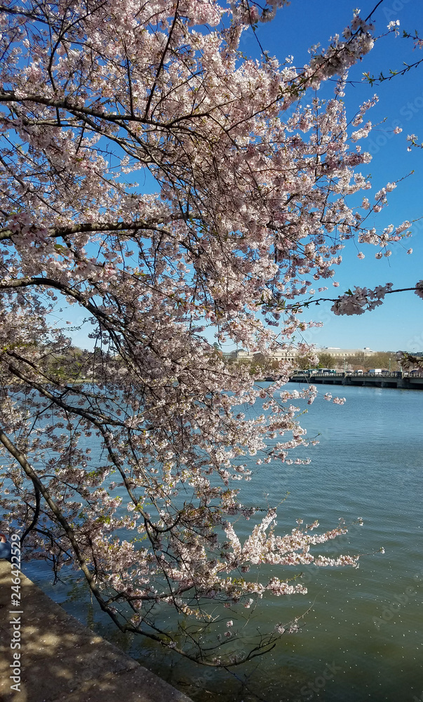 The Cherry Blossom Festival in Washington DC, USA The Cherry Blossom Festival in Washington DC, USA