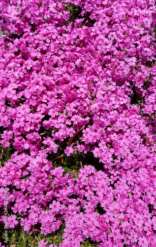 Wax-myrtle pink flower bed