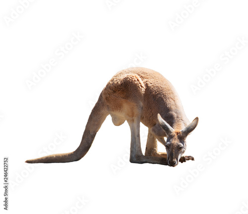Sad tired red kangaroo on white isolated background