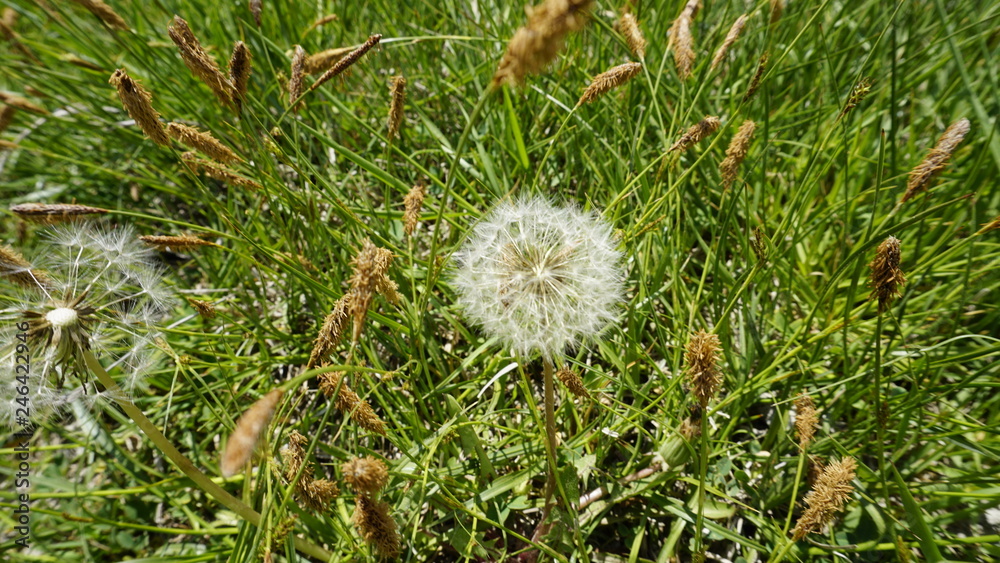 Closeup of white dandelion and beautiful idyllic hillside nature background. Fresh beautiful flower conceptual photo. Dandelions blooming in garden and greenery shiny forest landscape. Selective focus Closeup of white dandelion and beautiful idyllic hillside nature background. Fresh beautiful flower conceptual photo. Dandelions blooming in garden and greenery shiny forest landscape. Selective focus