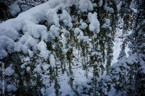 Snowy winter. Juniper Horstmann (Juniperus communis Horstmann) Snow on the hanging branches of an evergreen juniper. Close-up. Nature concept for design. photo