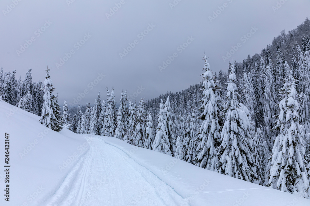 Landscape with snowy road in the winter through a pine forest Landscape with snowy road in the winter through a pine forest