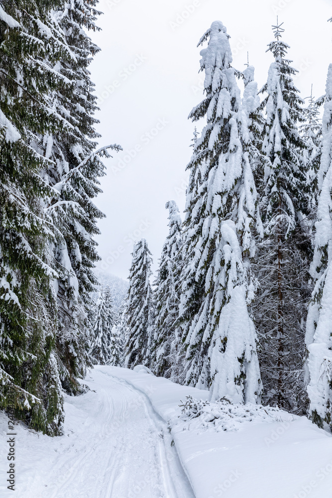 Fototapeta premium Landscape with snowy road in the winter through a pine forest