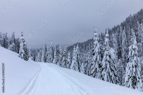 Landscape with snowy road in the winter through a pine forest