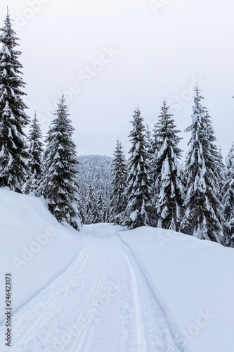 Landscape with snowy road in the winter through a pine forest
