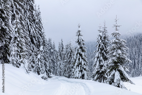 Landscape with snowy road in the winter through a pine forest