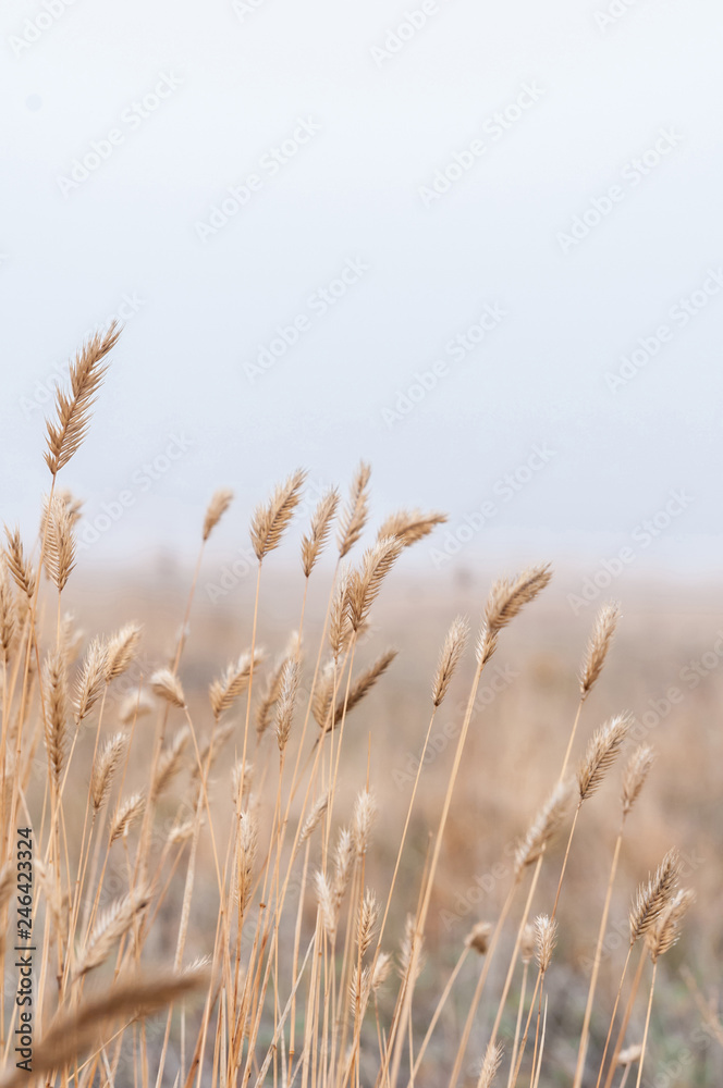Yellow field grass in foggy day autumn Yellow field grass in foggy day autumn
