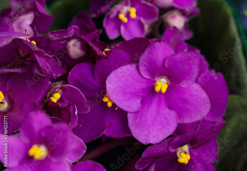 Flowering Saintpaulias, commonly known as African violet. Selective focus.
