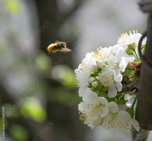 Honey Bee collecting pollen on white cherry blossom tree