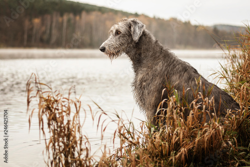 Irish Wolfhound. Big gray dog sitting on the river bank. photo