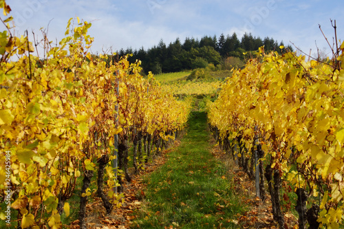Leuchtend gelber Weinberg im Herbst bei Enkirch an der Mosel 