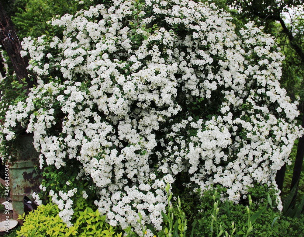  flowers in the garden