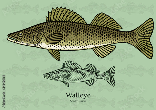 Walleye, Yellow pike. Vector illustration with refined details and optimized stroke that allows the image to be used in small sizes (in packaging design, decoration, educational graphics, etc.) photo