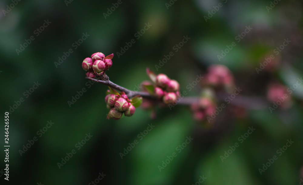 Branch with bud in early spring.