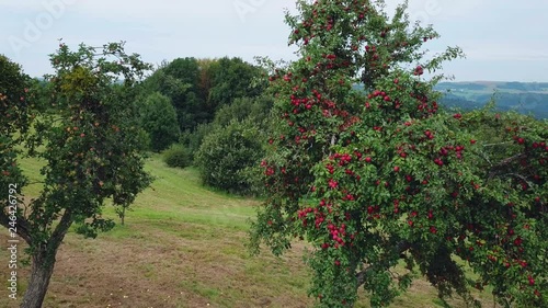 Aerial view of apple trees, Saargau, Rhineland-Palatinate, Germany, Europe photo