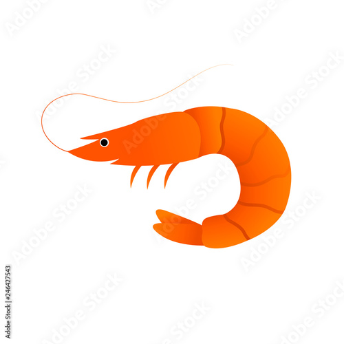 shrimp flat isolated illustration on white background