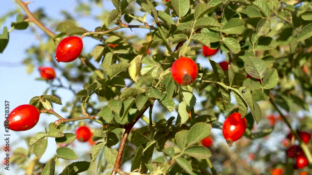 Red rosehips. Rosehip bush. Medicinal berries Red rosehips. Rosehip bush. Medicinal berries