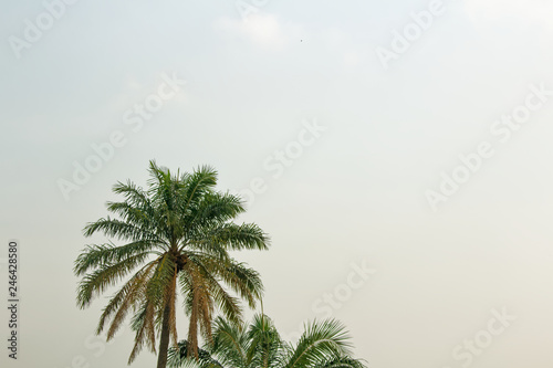 Palm trees set against the blue sky