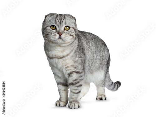 Handsome young silver tabby Scottish Fold cat kitten standing side ways facing front, looking at camera with yellow eyes. Isolated on a white background. Tail hanging down.