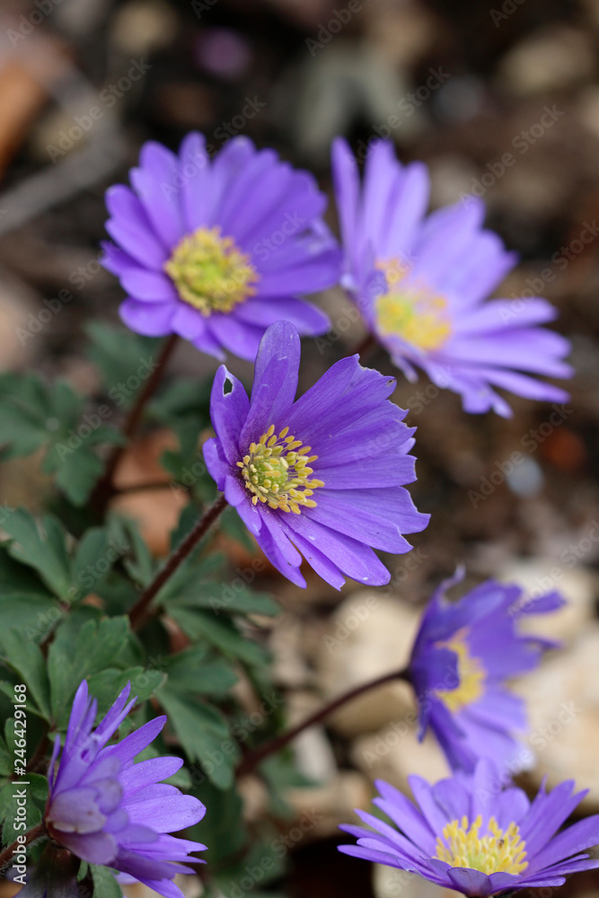Balkan-Windröschen (Anemone blanda) in Blüte Balkan-Windröschen (Anemone blanda) in Blüte