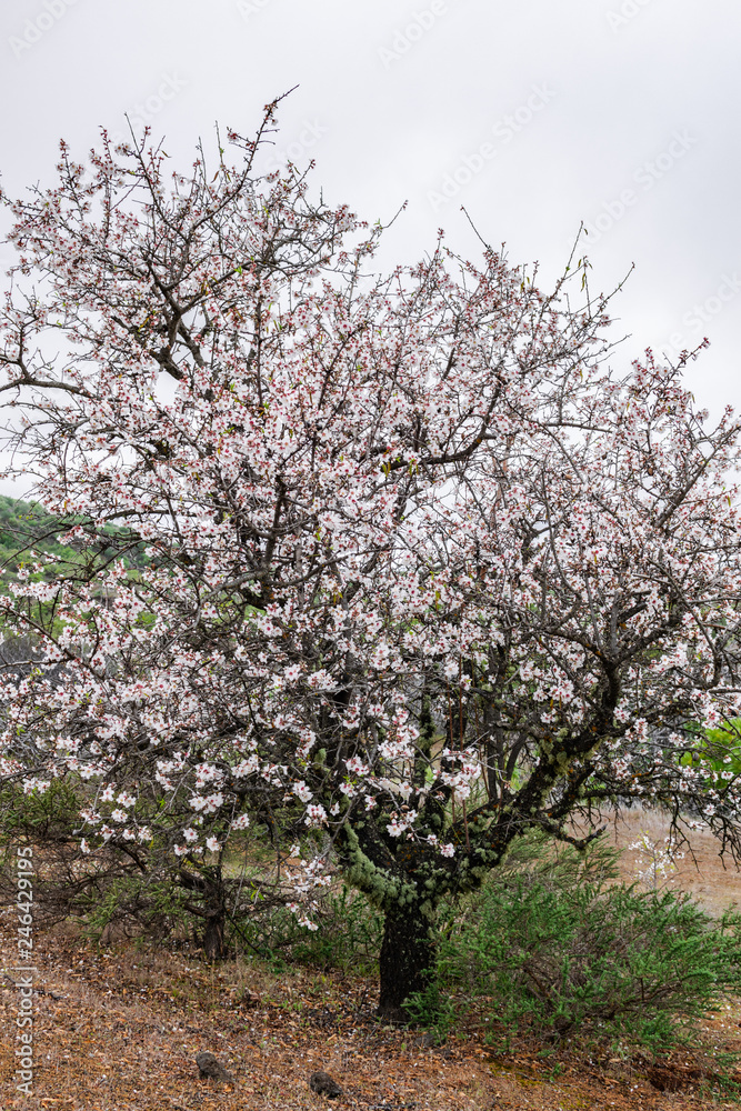 Almond tree (prunus dulcis), with flowers blooming Almond tree (prunus dulcis), with flowers blooming