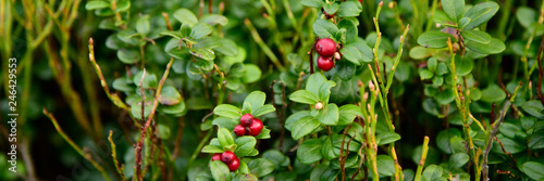 Cowberry Ripe wild lingonberries in the forest