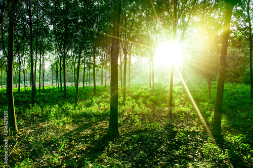 Beautiful light of morning sun in Thailand, Sun light shine through the tree in morning, Beautiful flare light of beginning new day with warm sunbeam light, Atmosphere of morning in rural, sunset