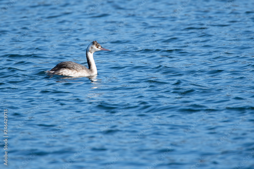 Great crested grebe swims in a river in winter. Great crested grebe swims in a river in winter.