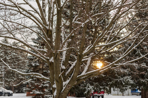 Winter scene that includes trees, snow and the sun