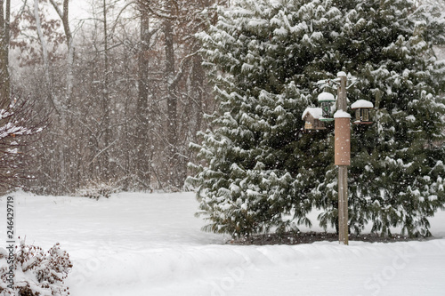 Winter scene that includes trees, snow and the sun