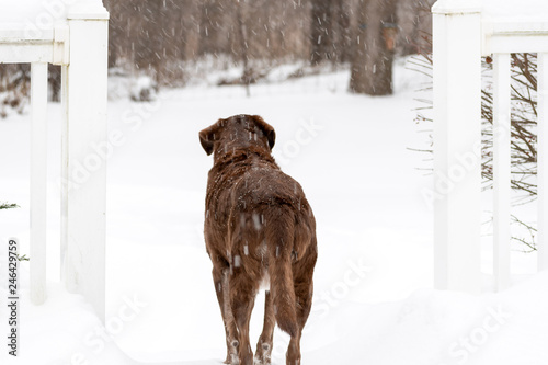 Dog in snow in winter scene