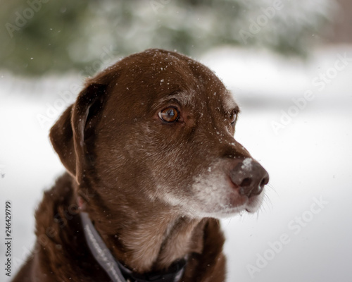 Dog in snow in winter scene