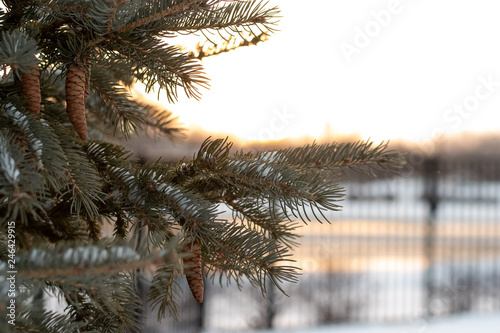 Winter scene that includes trees, snow and the sun