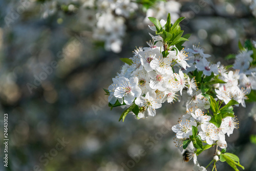 Beautiful branches with blossom on plum tree