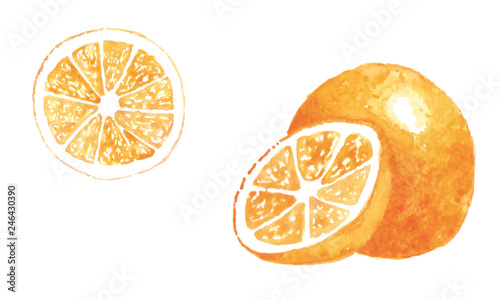 Orange cut in half isolated on white background. Hand painted watercolor illustration