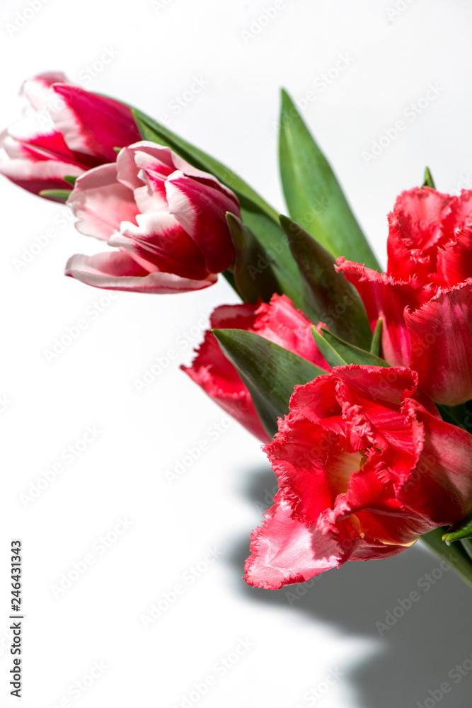 tulips on white background tulips on white background