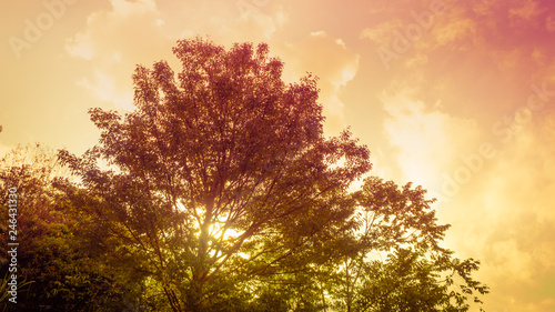 time lapse and hyper lapse video in orange and purple tone from sunrise behind big lone tree on morning time in clear sky