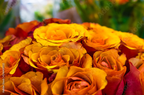 Flowers  orange roses