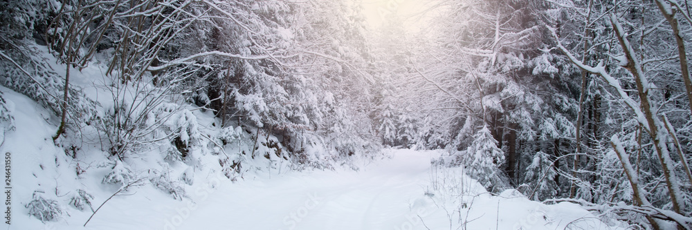 Obraz premium Snow covered trees in the winter forest