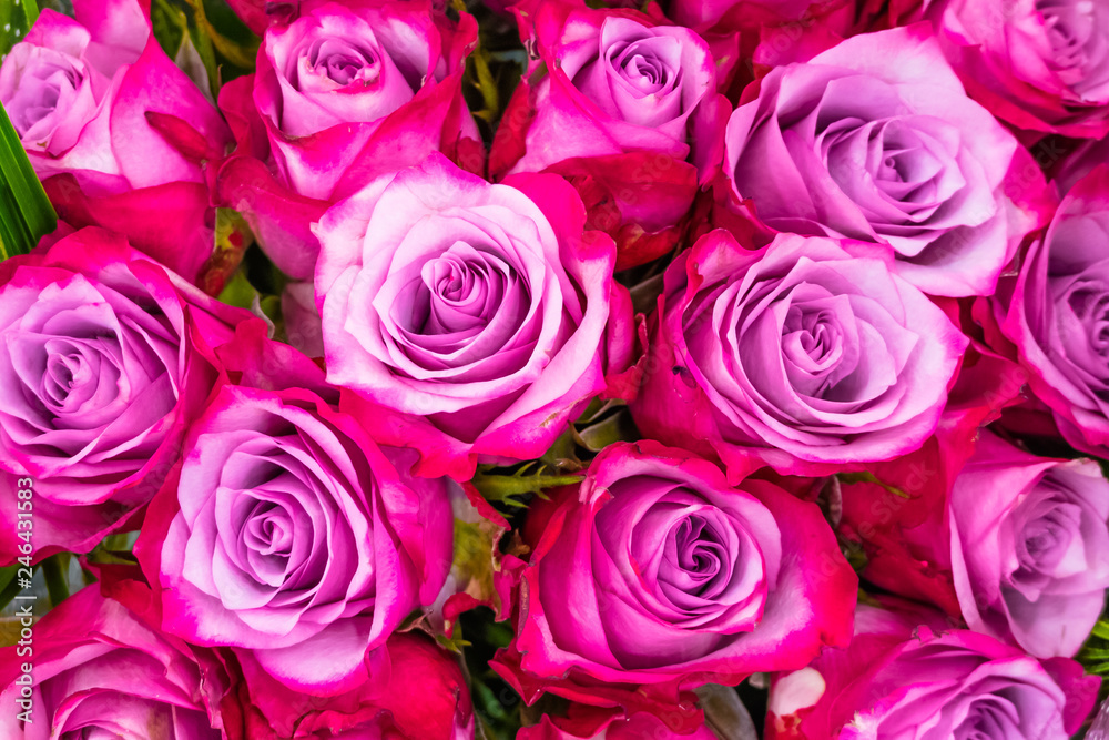 Flowers, pink roses Flowers, pink roses