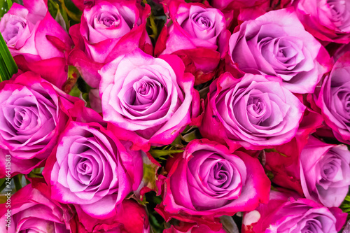 Flowers  pink roses