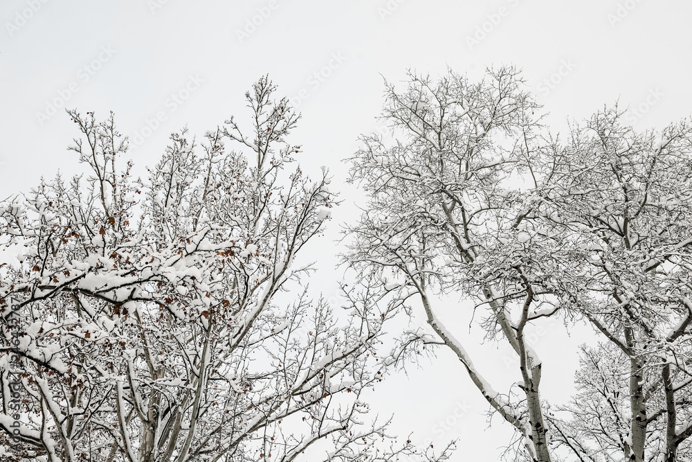 Obraz premium Top of the trees covered in snow in winter