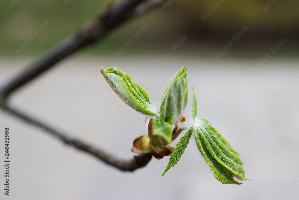 A branch of a tree with young green leaves. Concept of spring, growth and awakening. A branch of a tree with young green leaves. Concept of spring, growth and awakening.