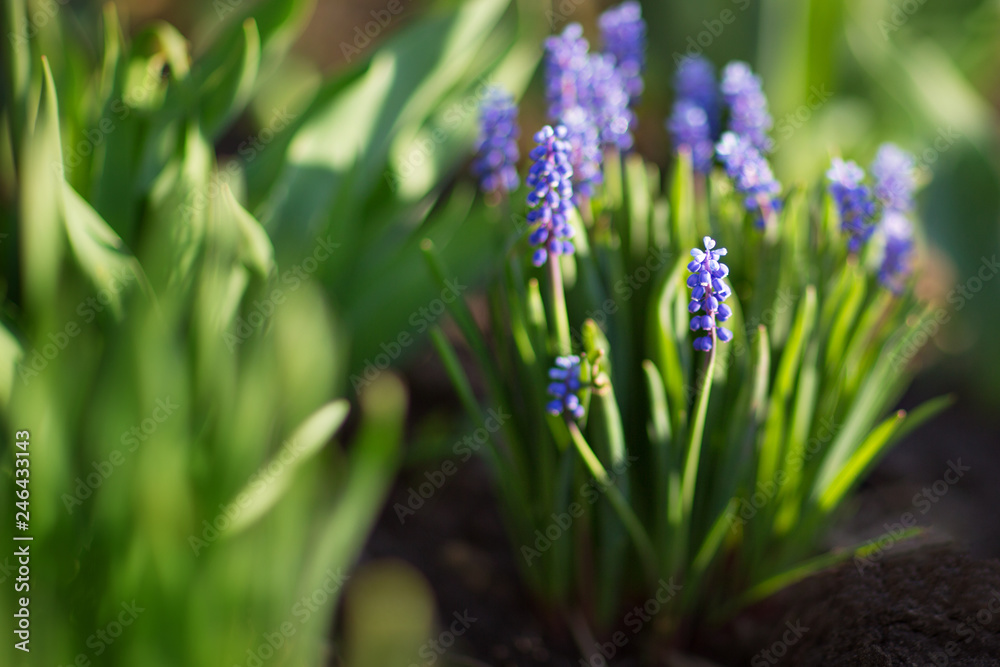 Obraz premium Blue spring flowers. Background