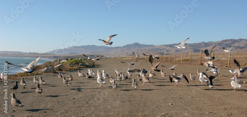 flock of birds on the beach