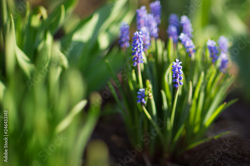 Blue spring flowers. Background © Татьяна Кочкина