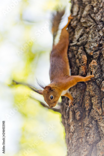 Squirrel on a tree in the Park © Татьяна Кочкина