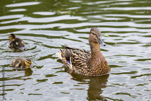 Duck with ducklings on the lake