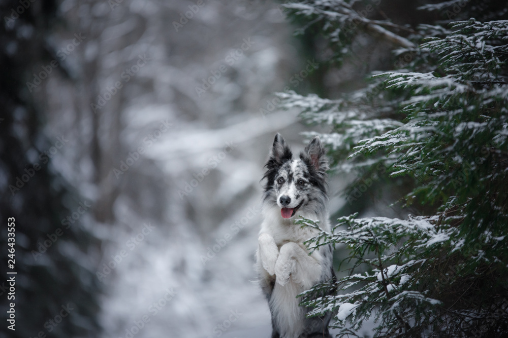 dog in winter by the trees. Pet ourdoors in the snowfall. Border collie in nature dog in winter by the trees. Pet ourdoors in the snowfall. Border collie in nature